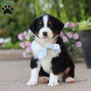Frankie, Miniature Australian Shepherd Puppy